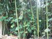 Bambu entre cafetos